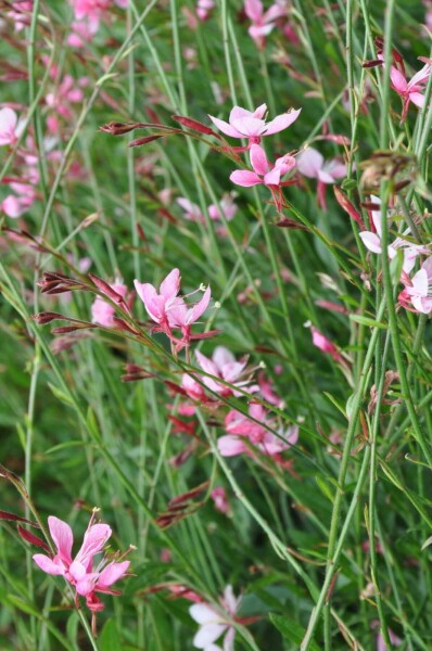 Prachtkaars Gaura lindheimeri 'Siskiyou Pink' 5-10 Pot P9 Gaura lindheimeri 'Siskiyou Pink'
