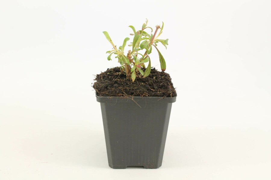 Prachtkaars Gaura lindheimeri 'Siskiyou Pink' 5-10 Pot P9 Gaura lindheimeri 'Siskiyou Pink'