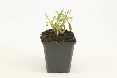 Prachtkaars Gaura lindheimeri 'Siskiyou Pink' 5-10 Pot P9 Gaura lindheimeri 'Siskiyou Pink'