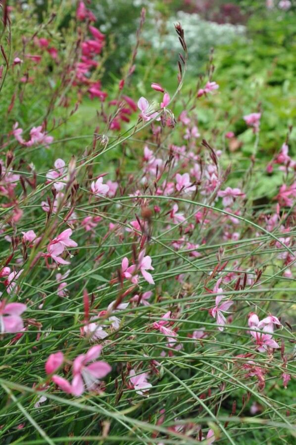 Prachtkaars Gaura lindheimeri 'Siskiyou Pink' 5-10 Pot P9 Gaura lindheimeri 'Siskiyou Pink'
