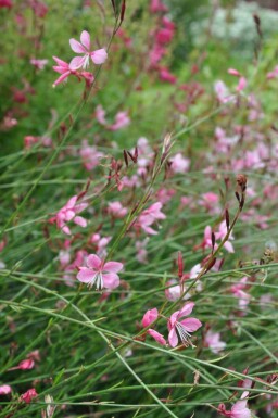 Prachtkaars Gaura lindheimeri 'Siskiyou Pink' 5-10 Pot P9 Gaura lindheimeri 'Siskiyou Pink'