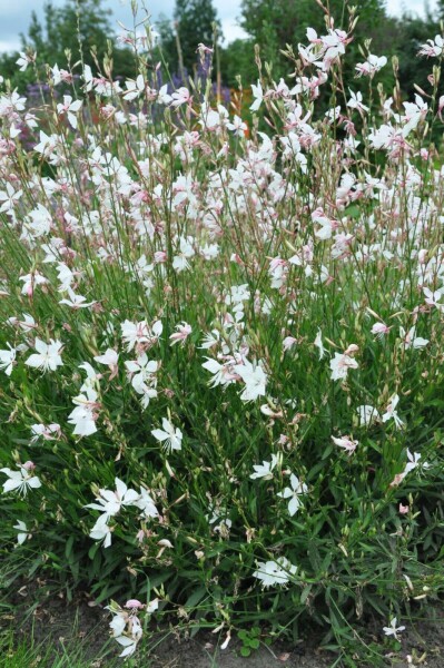 Prachtkaars Gaura lindheimeri 'Whirling Butterflies' 5-10 Pot P9 Gaura lindheimeri 'Whirling Butterflies'