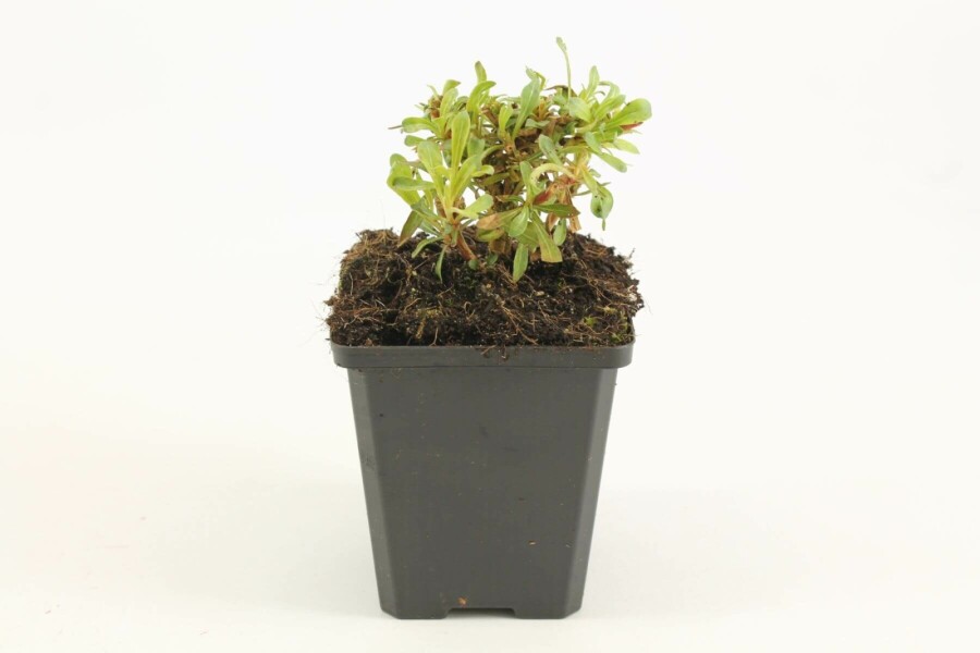 Prachtkaars Gaura lindheimeri 'Whirling Butterflies' 5-10 Pot P9 Gaura lindheimeri 'Whirling Butterflies'