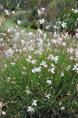 Prachtkaars Gaura lindheimeri 'Whirling Butterflies' 5-10 Pot P9 Gaura lindheimeri 'Whirling Butterflies'