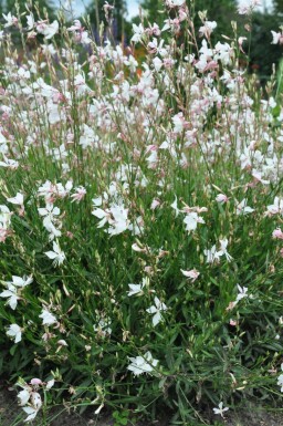 Prachtkaars Gaura lindheimeri 'Whirling Butterflies' 5-10 Pot P9 Gaura lindheimeri 'Whirling Butterflies'