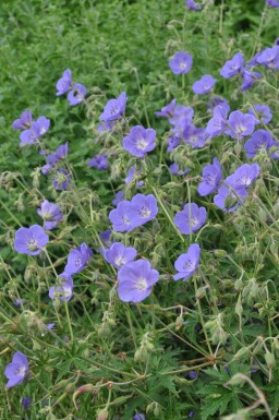 Ooievaarsbek Geranium 'Brookside' 5-10 Pot P9