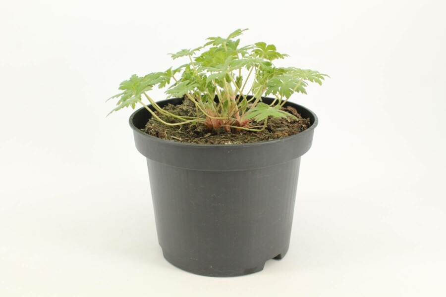 Ooievaarsbek Geranium 'Johnson's Blue' 10-15 Pot C2 Geranium 'Johnson's Blue'