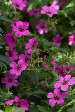 Ooievaarsbek Geranium 'Patricia' 5-10 Pot P9 Geranium 'Patricia'