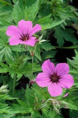 Ooievaarsbek Geranium 'Patricia' 5-10 Pot P9 Geranium 'Patricia'