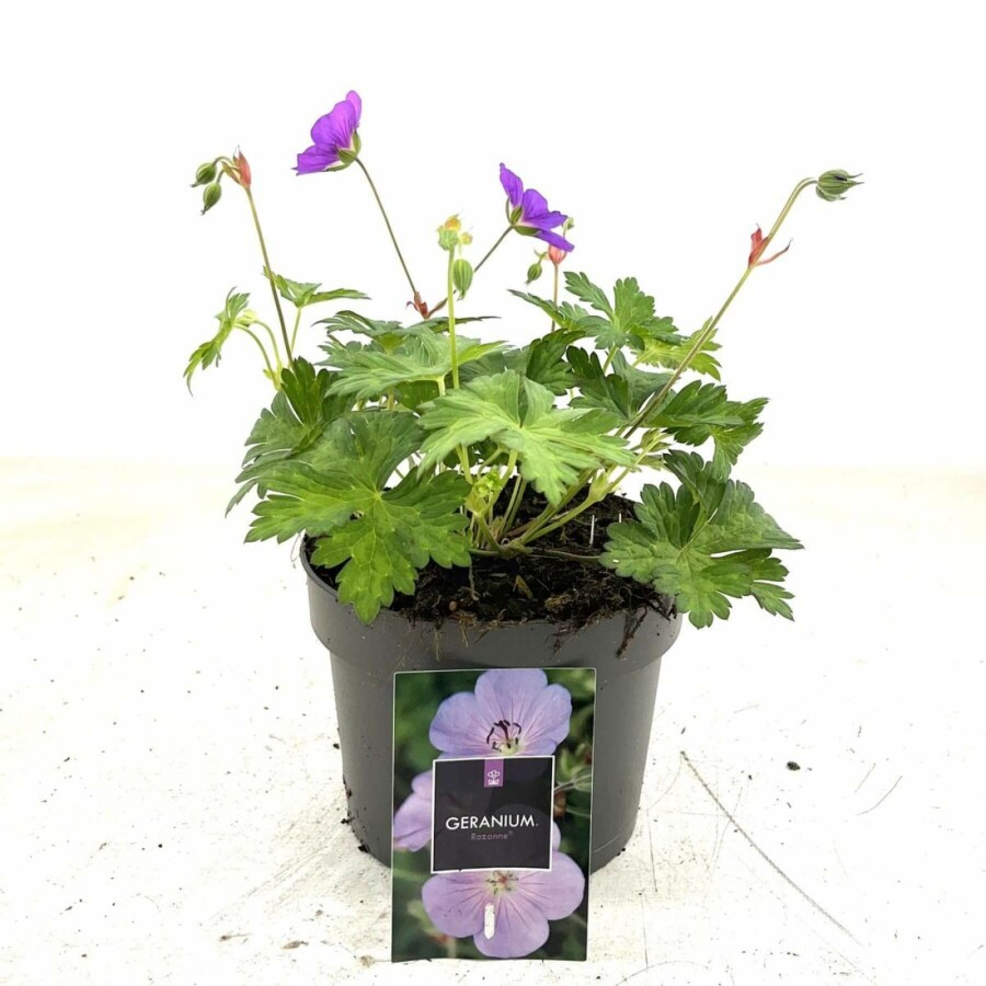 Ooievaarsbek Geranium 'Rozanne' 10-15 Pot C2 Geranium 'Rozanne'