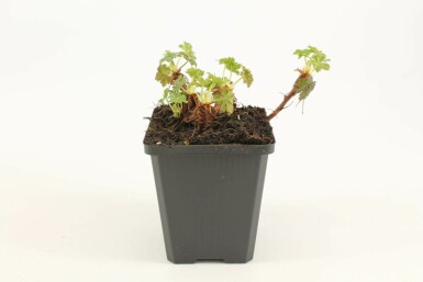 Geranium cantabrigiense 'Biokovo'
