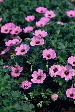 Geranium cinereum 'Ballerina'