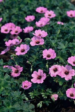 Ooievaarsbek Geranium cinereum 'Ballerina' 5-10 Pot P9 Geranium cinereum 'Ballerina'