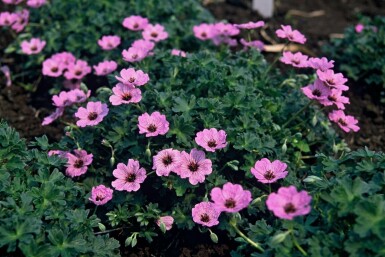Ooievaarsbek Geranium cinereum 'Ballerina' 5-10 Pot P9 Geranium cinereum 'Ballerina'