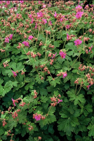 Ooievaarsbek Geranium macrorrhizum 'Bevan's Variety' 5-10 Pot P9 Geranium macrorrhizum 'Bevan's Variety'