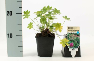 Ooievaarsbek Geranium macrorrhizum 'Bevan's Variety' 5-10 Pot P9