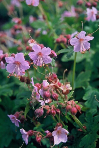 Ooievaarsbek Geranium macrorrhizum 'Ingwersen's Variety' 5-10 Pot P9 Geranium macrorrhizum 'Ingwersen's Variety'