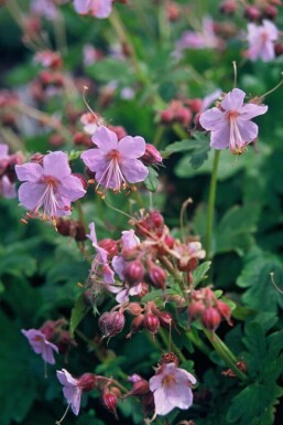 Ooievaarsbek Geranium macrorrhizum 'Ingwersen's Variety' 5-10 Pot P9 Geranium macrorrhizum 'Ingwersen's Variety'