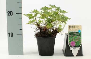 Ooievaarsbek Geranium macrorrhizum 'Ingwersen's Variety' 5-10 Pot P9 Geranium macrorrhizum 'Ingwersen's Variety'