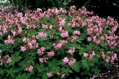 Ooievaarsbek Geranium macrorrhizum 'Ingwersen's Variety' 5-10 Pot P9 Geranium macrorrhizum 'Ingwersen's Variety'