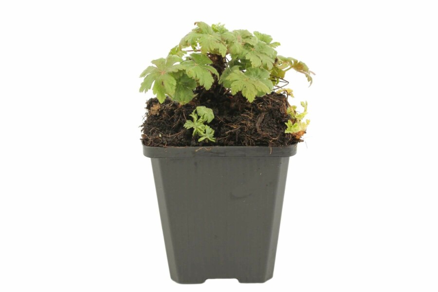 Ooievaarsbek Geranium macrorrhizum 'Spessart' 5-10 Pot P9 Geranium macrorrhizum 'Spessart'