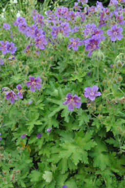 Ooievaarsbek Geranium magnificum 5-10 Pot P9 Geranium magnificum
