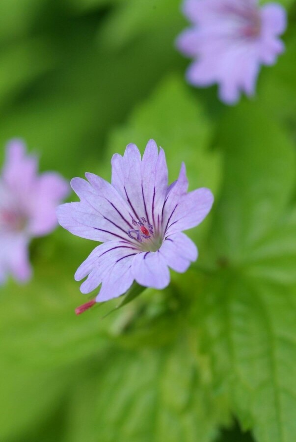 Ooievaarsbek Geranium nodosum 5-10 Pot P9 Geranium nodosum