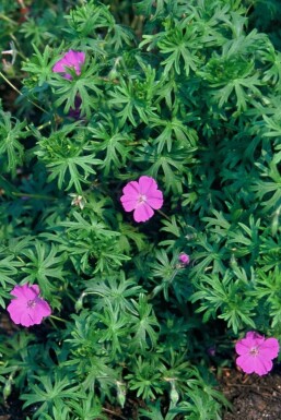Bloedooievaarsbek Geranium sanguineum 5-10 Pot P9 Geranium sanguineum