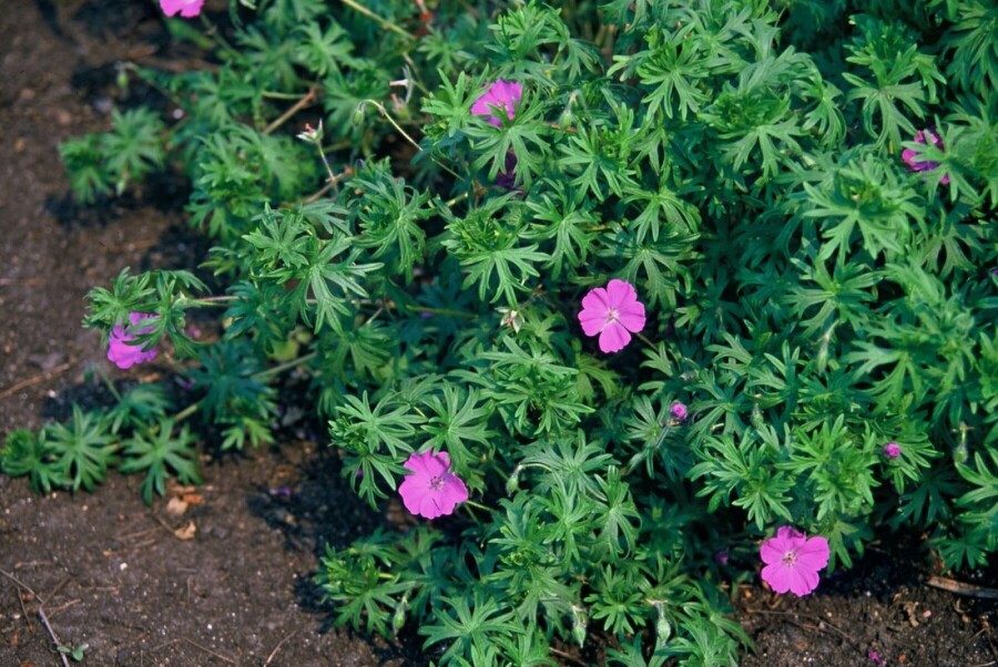 Bloedooievaarsbek Geranium sanguineum 5-10 Pot P9 Geranium sanguineum