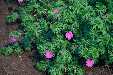 Bloedooievaarsbek Geranium sanguineum 5-10 Pot P9 Geranium sanguineum