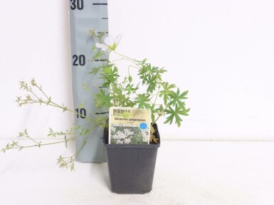 Ooievaarsbek Geranium sanguineum 'Album' 5-10 Pot P9 Geranium sanguineum 'Album'