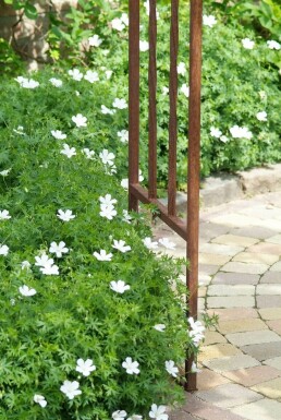 Ooievaarsbek Geranium sanguineum 'Album' 5-10 Pot P9 Geranium sanguineum 'Album'