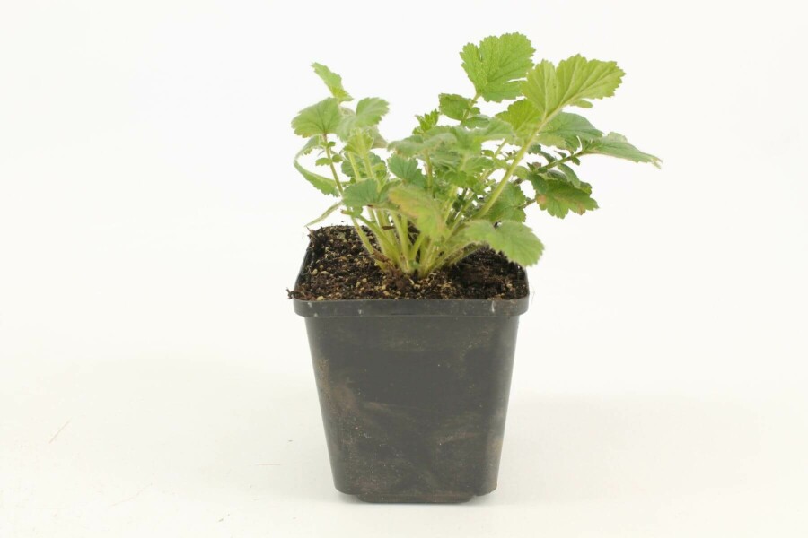 Nagelkruid Geum chiloense 'Lady Stratheden' 5-10 Pot P9 Geum chiloense 'Lady Stratheden'