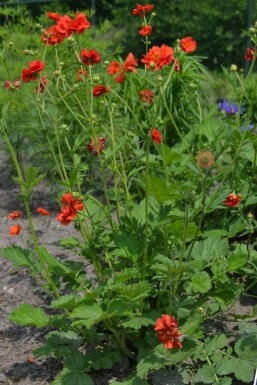 Nagelkruid Geum chiloense 'Mrs Bradshaw' 5-10 Pot P9