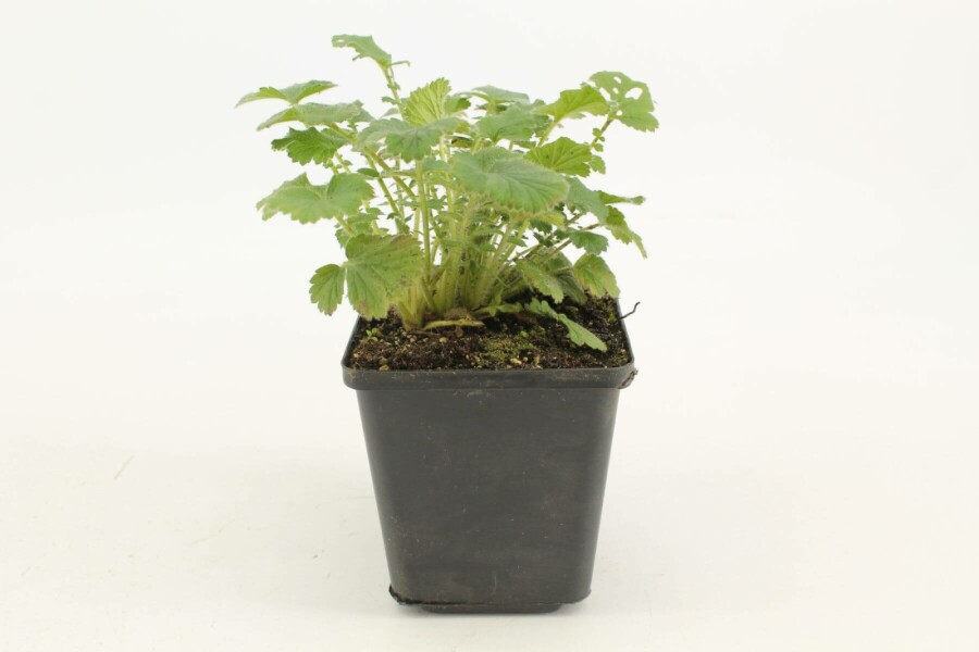 Nagelkruid Geum chiloense 'Mrs Bradshaw' 5-10 Pot P9 Geum chiloense 'Mrs Bradshaw'