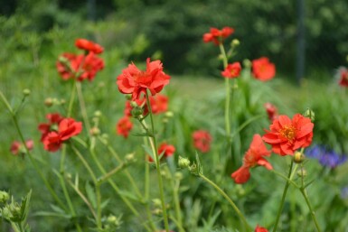 Nagelkruid Geum chiloense 'Mrs Bradshaw' 5-10 Pot P9 Geum chiloense 'Mrs Bradshaw'