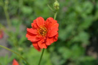 Nagelkruid Geum chiloense 'Mrs Bradshaw' 5-10 Pot P9