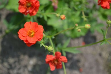 Nagelkruid Geum chiloense 'Mrs Bradshaw' 5-10 Pot P9 Geum chiloense 'Mrs Bradshaw'