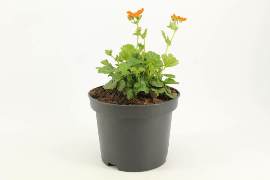 Nagelkruid Geum coccineum 'Borisii' 10-15 Pot C2 Geum coccineum 'Borisii'