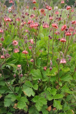 Knikkend nagelkruid Geum rivale 'Leonard's Variety' 5-10 Pot P9