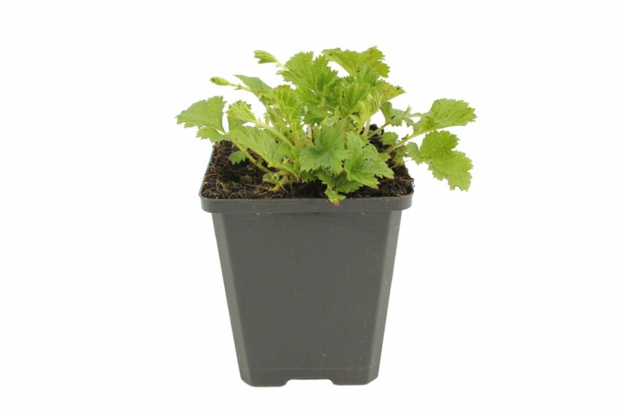 Knikkend nagelkruid Geum rivale 'Leonard's Variety' 5-10 Pot P9 Geum rivale 'Leonard's Variety'