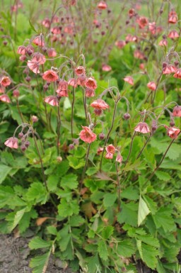 Knikkend nagelkruid Geum rivale 'Leonard's Variety' 5-10 Pot P9