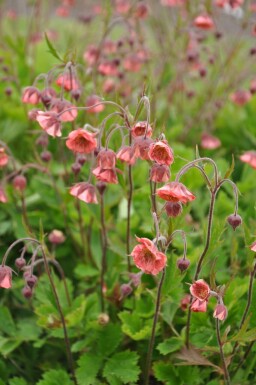 Knikkend nagelkruid Geum rivale 'Leonard's Variety' 5-10 Pot P9