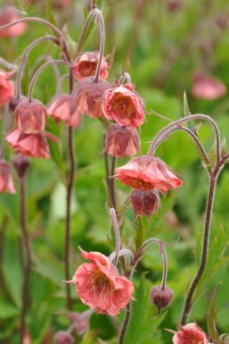 Knikkend nagelkruid Geum rivale 'Leonard's Variety' 5-10 Pot P9 Geum rivale 'Leonard's Variety'