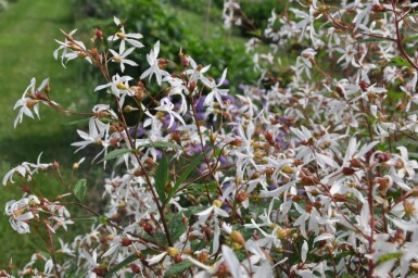 Gillenia Gillenia trifoliata 5-10 Pot P9