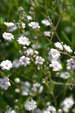 Gipskruid Gypsophila paniculata 'Rosenschleier' 5-10 Pot P9