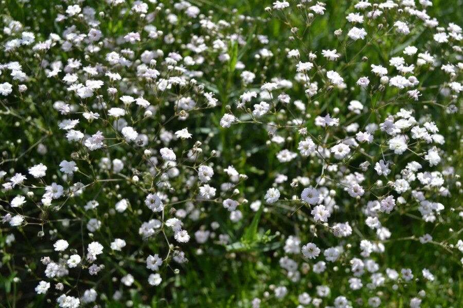 Gipskruid Gypsophila paniculata 'Rosenschleier' 5-10 Pot P9 Gypsophila paniculata 'Rosenschleier'