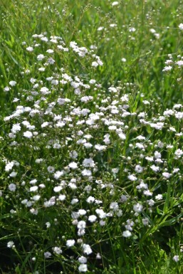 Gipskruid Gypsophila paniculata 'Rosenschleier' 5-10 Pot P9