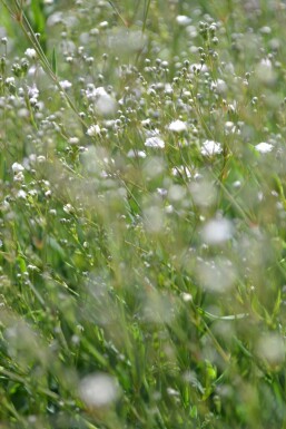 Gipskruid Gypsophila paniculata 'Rosenschleier' 5-10 Pot P9