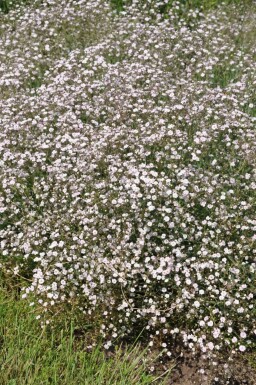 Gipskruid Gypsophila paniculata 'Rosenschleier' 5-10 Pot P9